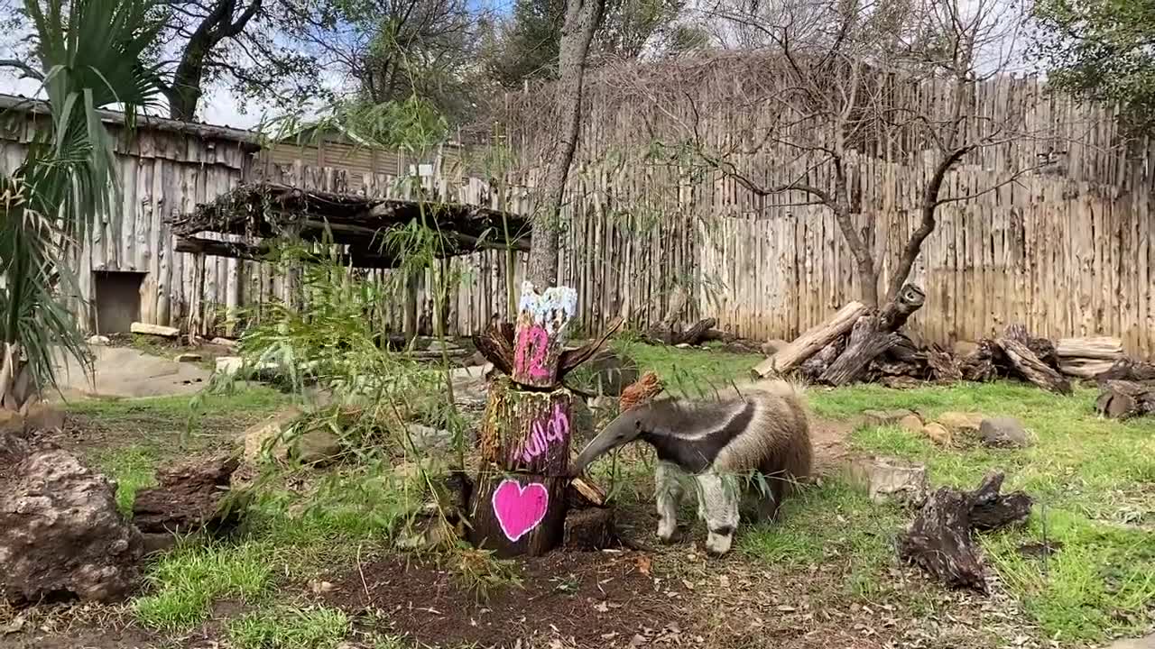 Happy birthday to the Dallas Zoo’s giant anteater, Tullah! CW33(01)